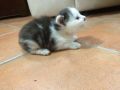 REGALO Regalo gatti meticci
